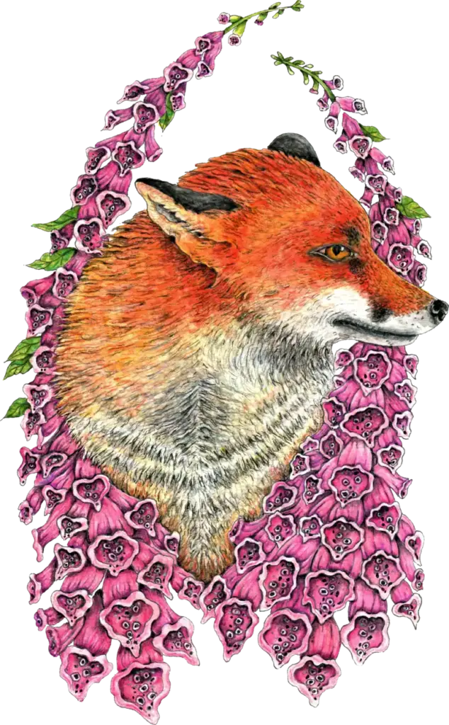 Fine Art Download - Fox in Foxgloves