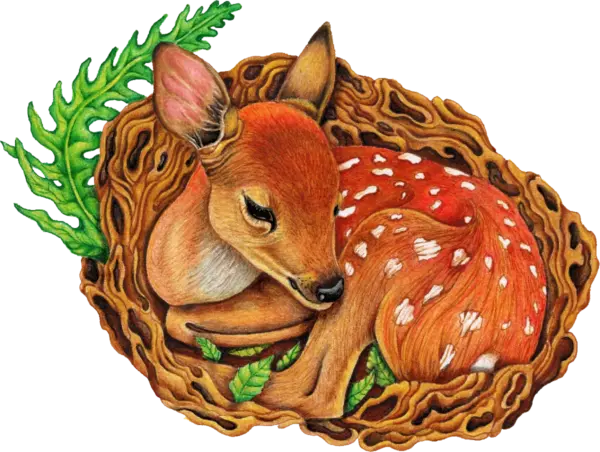Fine-Art-Little-Fawn