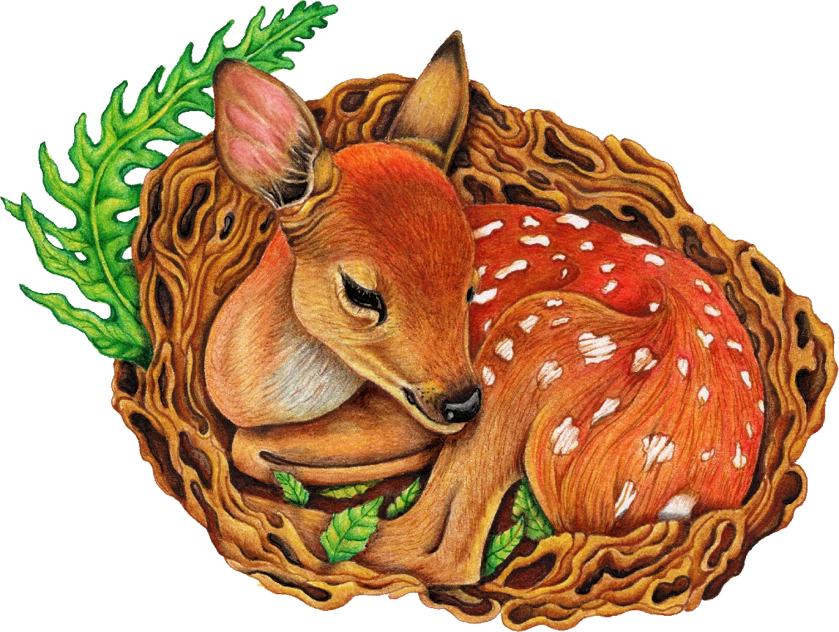Fine-Art-Little-Fawn