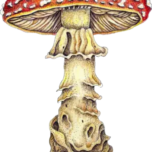 fine-art-Amanita