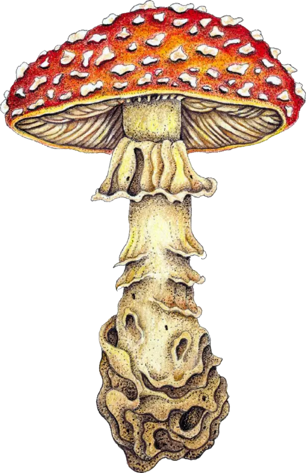 fine-art-Amanita