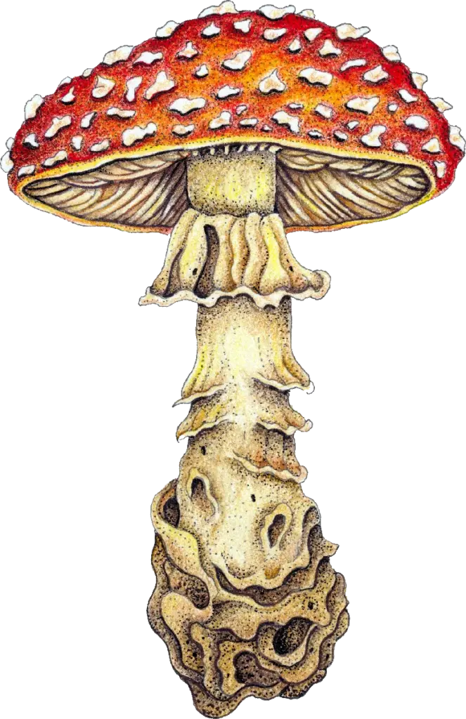 fine-art-Amanita
