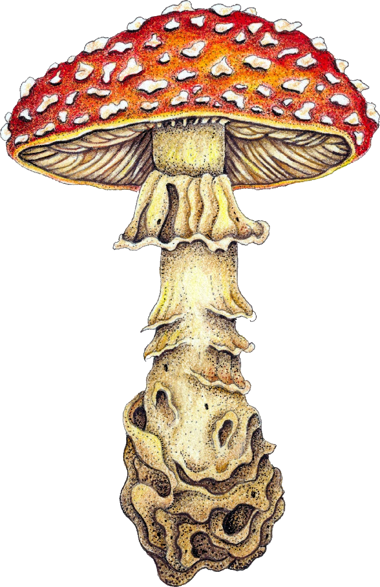 fine-art-Amanita