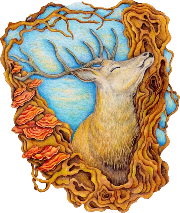 fine-art-connection-deer