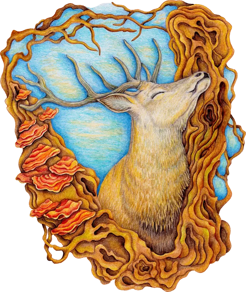 fine-art-connection-deer
