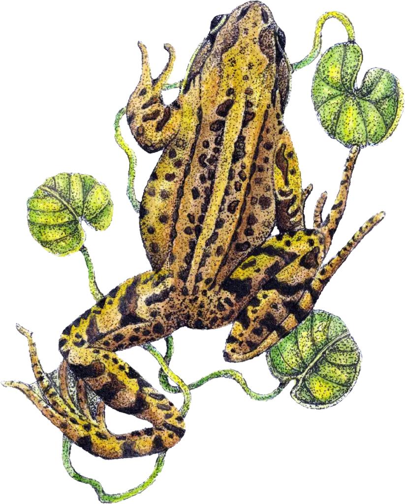 fine-art-frog