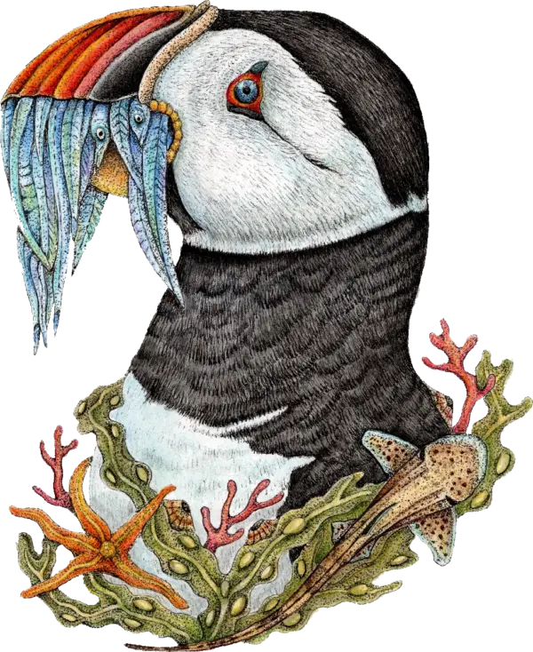 puffin-coloured-1