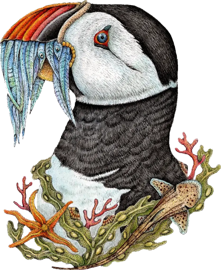 puffin-coloured-1
