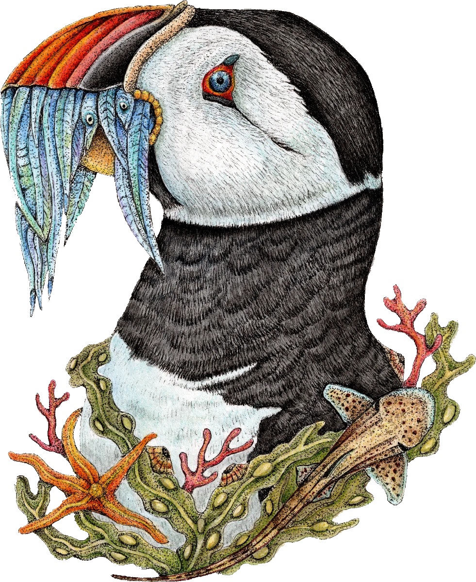 puffin-coloured-1