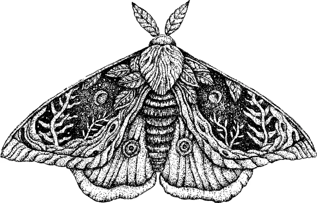 moth-black-white